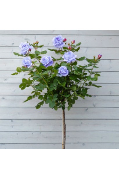 Бузково-синя троянда на штамбі